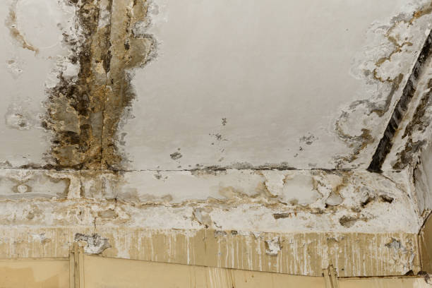 Best Flood Damage  in Buffalo, SC