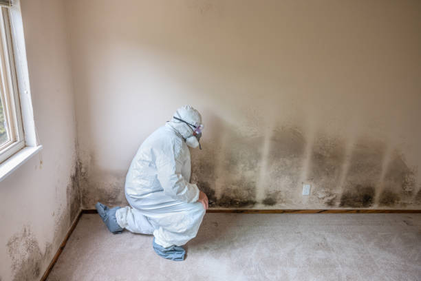 Trusted Buffalo, SC Mold Removal Experts