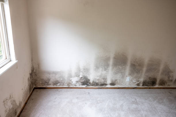 Best Air Quality Testing for Mold Spores  in Buffalo, SC