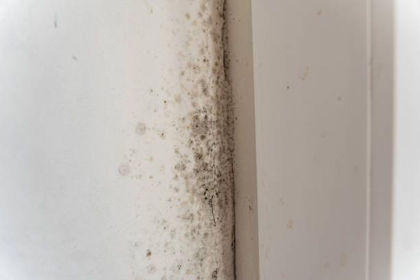 Best Mold Removal for HVAC Installations  in Buffalo, SC