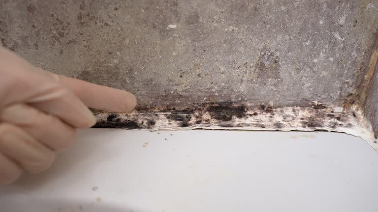 Best Commercial Mold Inspection  in Buffalo, SC